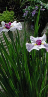 lirio acuatico iris ensata